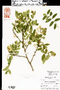 Zanthoxylum clava-herculis image