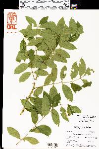 Zanthoxylum clava-herculis image