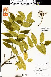 Zanthoxylum clava-herculis image