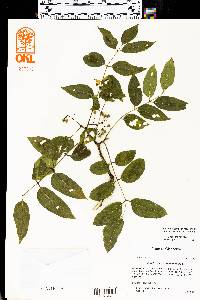 Zanthoxylum clava-herculis image