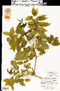 Zanthoxylum clava-herculis image