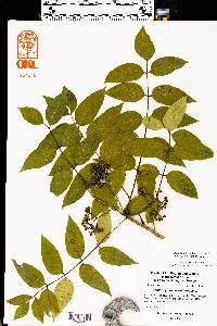 Zanthoxylum clava-herculis image