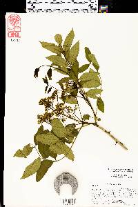 Zanthoxylum clava-herculis image