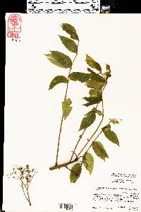 Zanthoxylum clava-herculis image