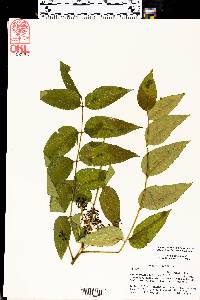 Zanthoxylum clava-herculis image