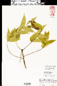 Zanthoxylum clava-herculis image