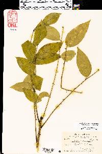 Zanthoxylum clava-herculis image