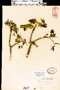 Zanthoxylum clava-herculis image