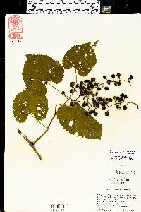 Vitis vulpina image