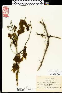 Vitis vulpina image