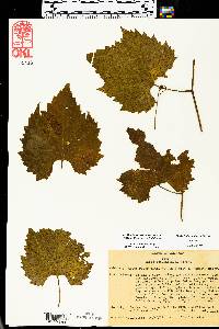 Vitis vulpina image