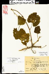 Vitis vulpina image