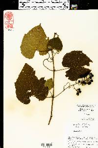 Vitis vulpina image