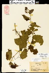 Vitis vulpina image