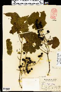 Vitis vulpina image