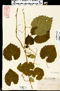 Vitis vulpina image