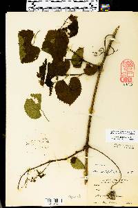 Vitis vulpina image