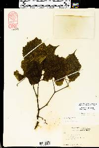 Vitis vulpina image