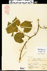 Vitis vulpina image