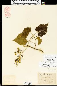 Vitis vulpina image