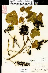 Vitis vulpina image