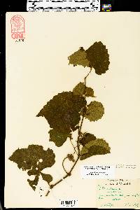 Vitis vulpina image