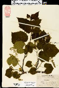 Vitis vulpina image