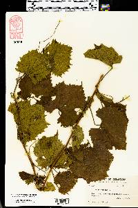 Vitis vulpina image