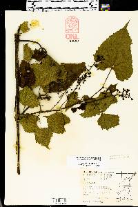 Vitis vulpina image