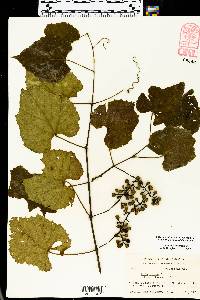 Vitis vulpina image