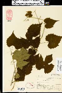 Vitis vulpina image