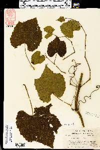 Vitis vulpina image