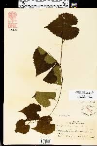 Vitis vulpina image