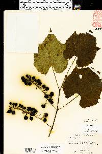 Vitis vulpina image