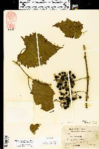 Vitis vulpina image