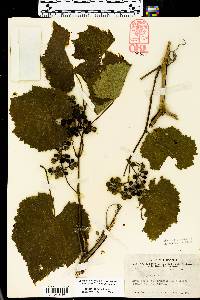 Vitis vulpina image