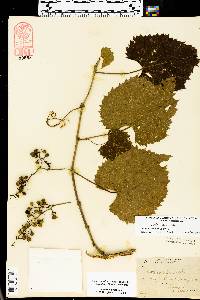 Vitis vulpina image