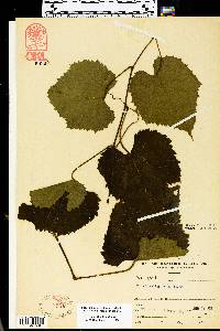 Vitis vulpina image