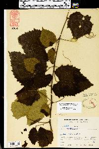 Vitis vulpina image