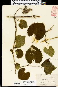 Vitis vulpina image