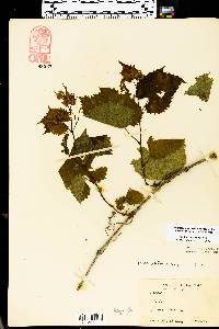 Vitis vulpina image