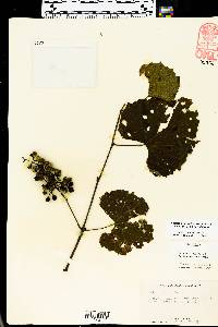 Vitis vulpina image