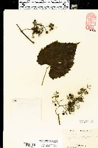 Vitis vulpina image