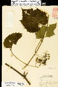 Vitis vulpina image