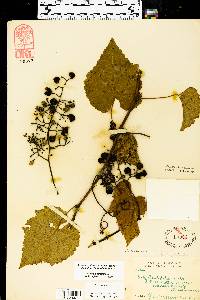 Vitis vulpina image