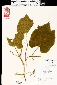 Vitis riparia image