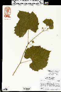 Vitis vulpina image