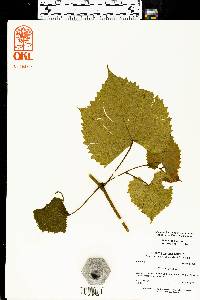 Vitis vulpina image