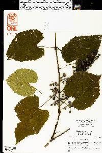 Vitis vulpina image