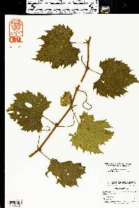 Vitis vulpina image